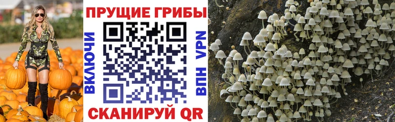 Купить закладки  Пролетарск  Галлюциногенные грибы MAGIC MUSHROOMS 